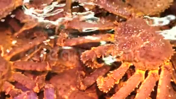 著名的北海道国王螃蟹视频的预览图