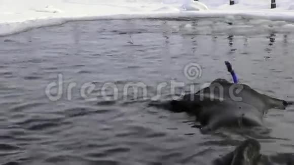 独特的拍摄白鲸和潜水员水下白海冰视频的预览图