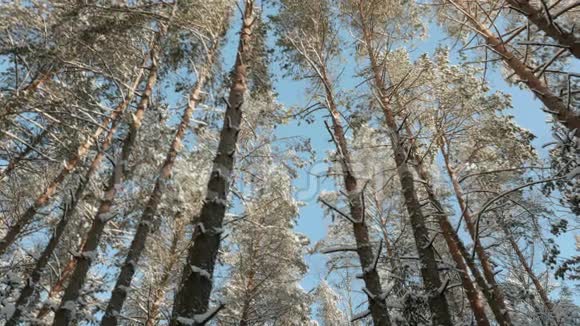 蓝天和白雪皑皑的树梢视频的预览图