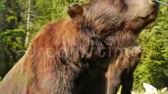 大棕熊特写视频的预览图
