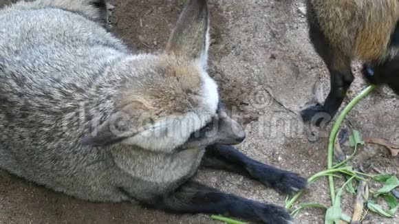 khaokheo动物园围场内的一群野狐视频的预览图