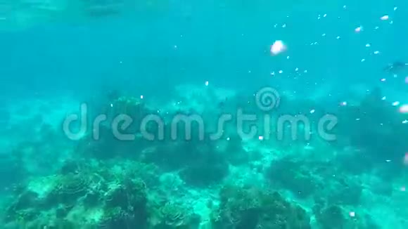 运动女孩潜水水下的年轻女子在蓝色的水晶清水中游泳高清西米兰泰国视频的预览图