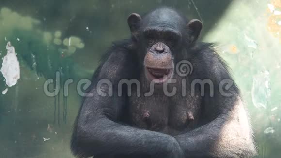 成年黑猩猩坐在阳光下环顾四周做鬼脸的肖像视频的预览图