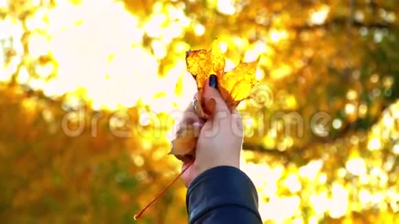 一只手牵着一只黄叶背景的女孩的枫叶视频的预览图