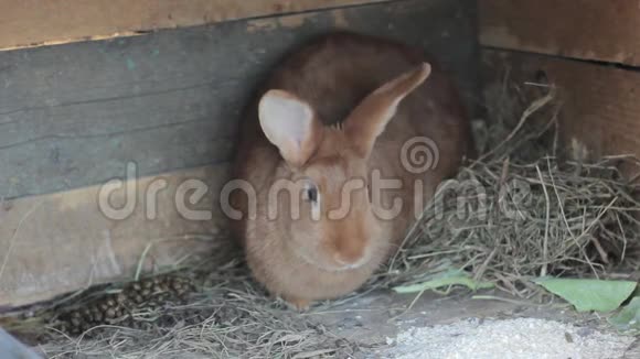 小农场里的大红兔子视频的预览图