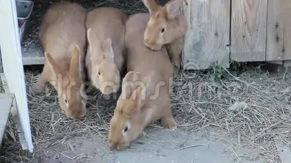 小农场里的大红兔子视频的预览图