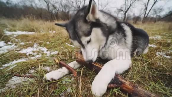 有趣的哈士奇狗用不同的眼睛啃一根棍子在雪草上慢动作视频的预览图