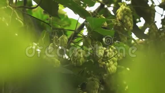 绿色的树枝和球果随风摇摆视频的预览图