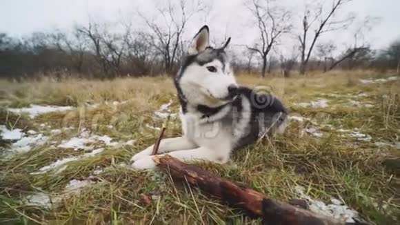 有趣的哈士奇狗不同的眼睛啃一根棍子在雪草上慢动作视频的预览图