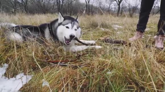 有趣的哈士奇狗用不同的眼睛啃一根棍子在雪草上慢动作视频的预览图
