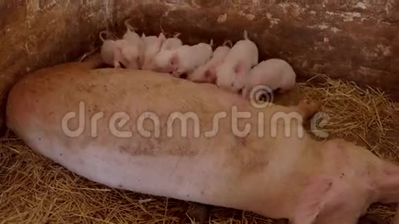 小猪喝母猪的牛奶视频的预览图