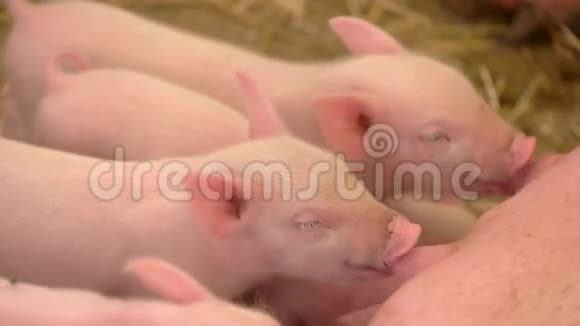 猪从母猪喝牛奶视频的预览图
