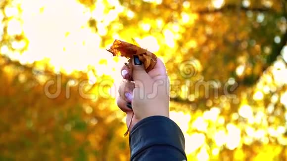 一只手牵着一只黄叶背景的女孩的枫叶视频的预览图