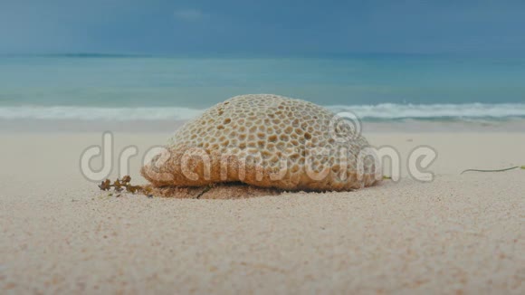 石珊瑚片片片片片片片片沙滩海浪冲刷海岸视频的预览图