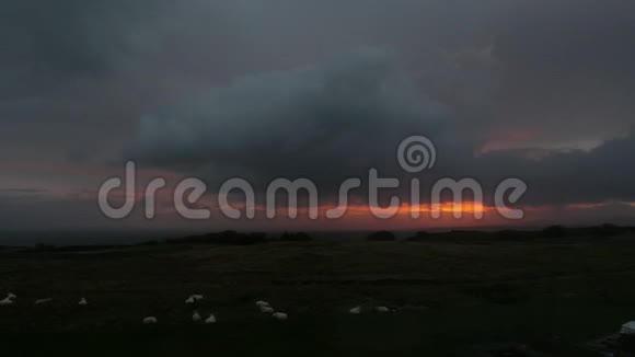 日出草地上的绵羊群英国苏格兰视频的预览图
