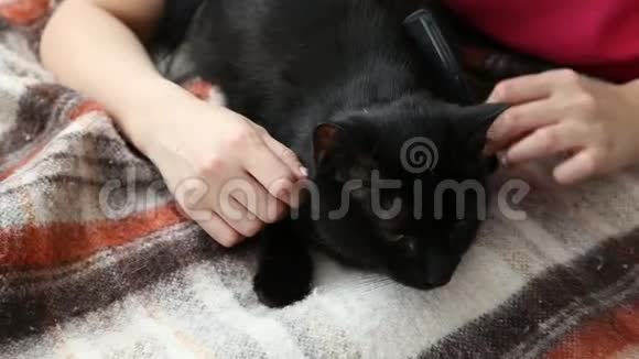对宠物的爱美丽的黑发女人在家里梳理她的黑猫在床上视频的预览图