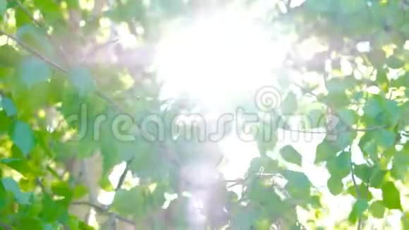 清晨的阳光透过白桦树的树枝视频的预览图