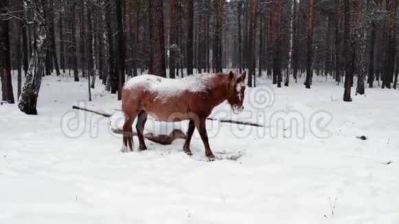 冬天森林里背着雪的马冬天森林里的马乡村景观视频的预览图