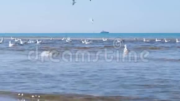 美丽的海景有波浪沙滩和游泳海鸥视频的预览图