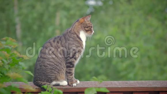 一只猫坐在高高的栅栏上看着视频的预览图