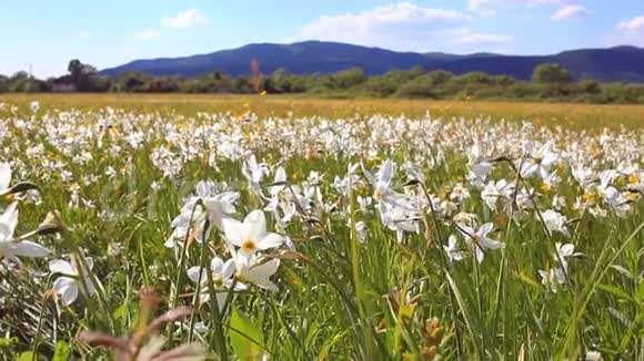 春日水仙花田山附近生长的水仙花视频的预览图