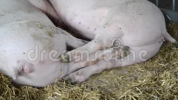 成年个体的猪躺在摊子里的干草上牲畜视频的预览图