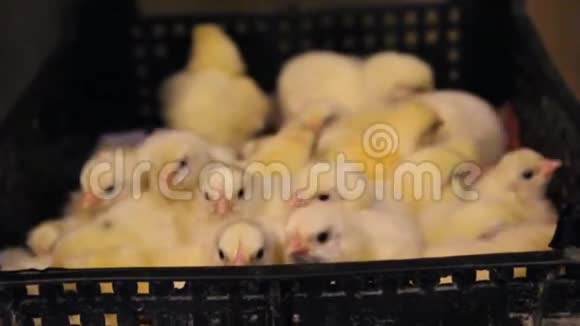 盒子里的大龄小鸡家禽养殖场视频的预览图