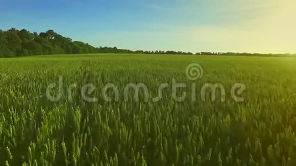 麦田景观晴天的夏季大麦绿色草地视频的预览图