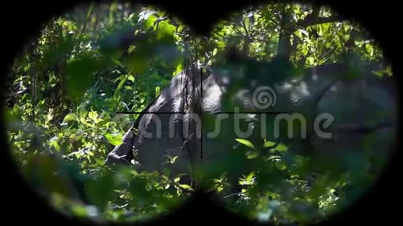 印度一角犀牛独角兽通过双筒望远镜看到观看野生动物野生动物园视频的预览图