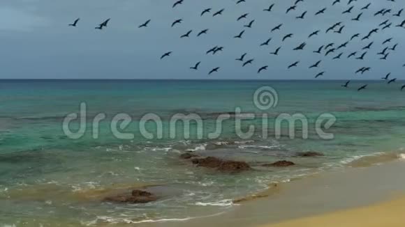 飞鸟伴着碧空的绿水成群结队地飞过海边视频的预览图