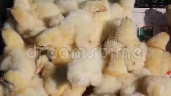 盒子里的大龄小鸡家禽养殖场视频的预览图