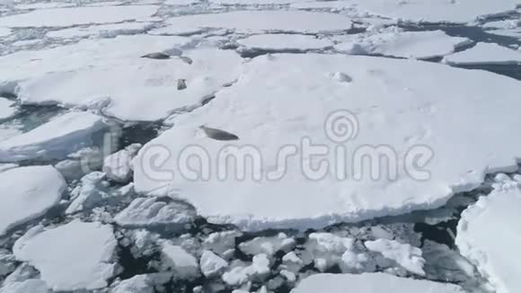 冰山海豹南极野生动物视频的预览图