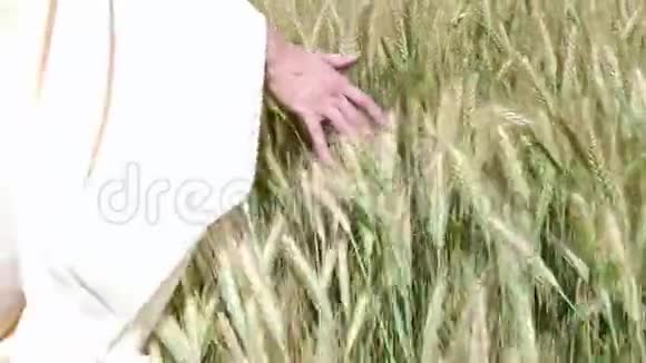 雌性的手在麦田里奔跑雌手触摸麦穗特写农夫收获概念收获视频的预览图