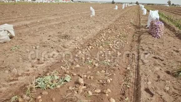 田里有一台最近挖的土豆拖拉机农民收割的视频的预览图
