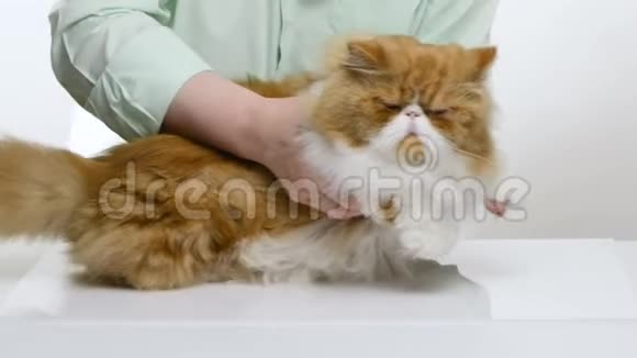 这位女士穿着一件男衬衫一只红波斯猫的漂亮指甲烫头发并用一根汗毛擦拭眼睛视频的预览图