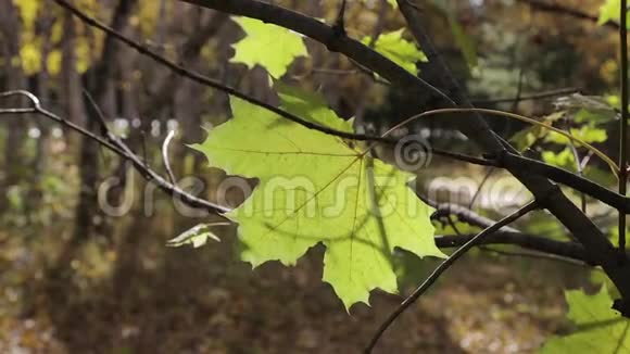 树枝上一片孤黄的枫叶在风中摇曳视频的预览图
