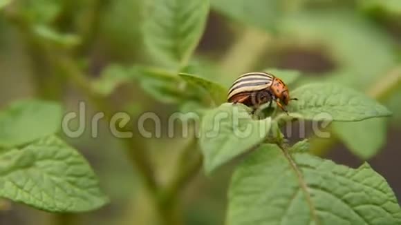科罗拉多马铃薯甲虫在花园里吃土豆叶土豆害虫和寄生虫破坏农业作物视频的预览图