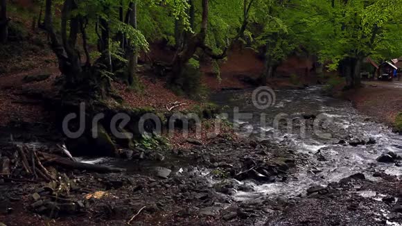 小山河流过暗林美丽的森林景观视频的预览图