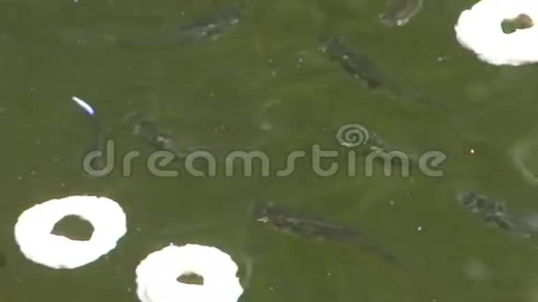 在一个热带池塘里以欢乐为食的活泼的鱼视频的预览图