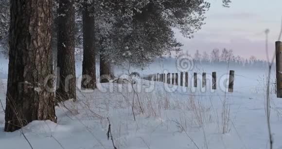 冬村树间道路视频的预览图