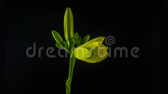 一朵黄色的日花在黑色背景上绽放和褪色的时间推移视频的预览图