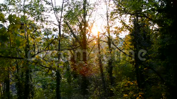 波希米亚的秋天森林视频的预览图