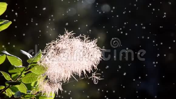 植物蓬松的白色花朵在背景下的阳光下发光视频的预览图
