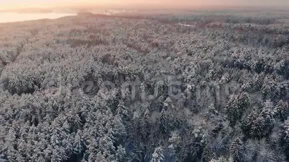 在白雪皑皑的森林里骑着车录像清晨的阳光空中观景雪林的空中景色视频的预览图
