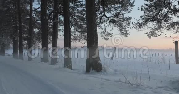 冬村树间道路视频的预览图