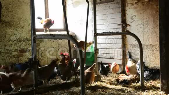 冬季鸡舍的公鸡母鸡和火鸡视频的预览图