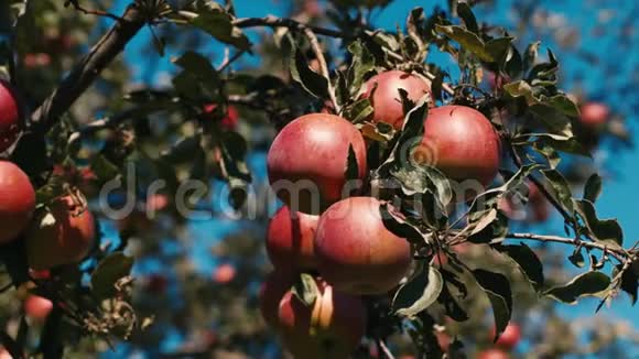 红多汁的苹果长在树上视频的预览图