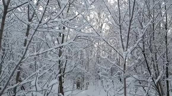 降雪时冬林中的雪杉树雪花和圣诞节的概念视频的预览图