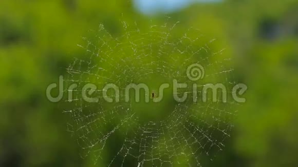 环球网与蜘蛛在自然视频的预览图