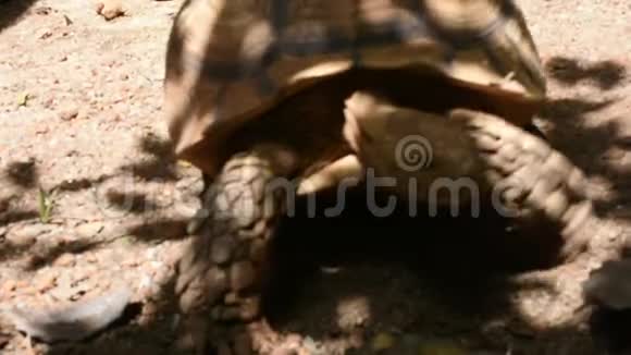 泰国曼谷Dusit动物园或KhaoDinWana公园的Aldabr或塞舌尔巨型乌龟视频的预览图
